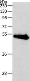 RNA-binding motif, single-stranded-interacting protein 3 antibody, PA5-50524, Invitrogen Antibodies, Western Blot image 