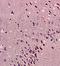 Fibroblast Growth Factor 2 antibody, orb10186, Biorbyt, Immunohistochemistry paraffin image 