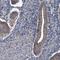 NEDD4 Binding Protein 2 Like 2 antibody, NBP2-32624, Novus Biologicals, Immunohistochemistry paraffin image 