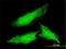 Ornithine Decarboxylase 1 antibody, H00004953-M01, Novus Biologicals, Immunocytochemistry image 
