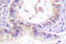 Alpha-PAK antibody, LS-C176444, Lifespan Biosciences, Immunohistochemistry frozen image 
