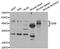 Lymphocyte function-associated antigen 3 antibody, TA332839, Origene, Western Blot image 