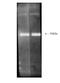 26S protease regulatory subunit 6A antibody, BML-PW8770-0100, Enzo Life Sciences, Western Blot image 