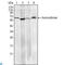 RING finger and CHY zinc finger domain-containing protein 1 antibody, LS-C812741, Lifespan Biosciences, Flow Cytometry image 