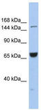 Kinesin Family Member 15 antibody, TA334701, Origene, Western Blot image 