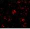 Nanos C2HC-Type Zinc Finger 3 antibody, NBP1-76919, Novus Biologicals, Immunofluorescence image 