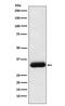 Receptor For Activated C Kinase 1 antibody, M02145-1, Boster Biological Technology, Western Blot image 
