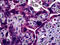 S1P3 antibody, 70-029, ProSci, Immunohistochemistry paraffin image 