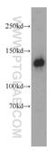 RAB3 GTPase Activating Protein Catalytic Subunit 1 antibody, 21663-1-AP, Proteintech Group, Western Blot image 