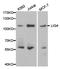 DNA ligase 4 antibody, LS-C192823, Lifespan Biosciences, Western Blot image 