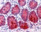 Regenerating Family Member 1 Alpha antibody, 51-380, ProSci, Immunohistochemistry paraffin image 
