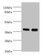 CD1a Molecule antibody, LS-C375412, Lifespan Biosciences, Western Blot image 