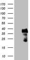 Cbp/P300 Interacting Transactivator With Glu/Asp Rich Carboxy-Terminal Domain 1 antibody, LS-C340177, Lifespan Biosciences, Western Blot image 
