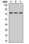 Protein numb homolog antibody, orb412865, Biorbyt, Western Blot image 
