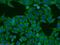 RAD50 Interactor 1 antibody, 14567-1-AP, Proteintech Group, Immunofluorescence image 