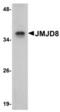 Jumonji Domain Containing 8 antibody, TA306837, Origene, Western Blot image 