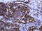 Armadillo Repeat Containing 1 antibody, LS-C174312, Lifespan Biosciences, Immunohistochemistry paraffin image 