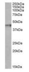 Kappa-type opioid receptor antibody, orb125112, Biorbyt, Western Blot image 