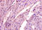 Aldolase, Fructose-Bisphosphate A antibody, A52360-100, Epigentek, Immunohistochemistry paraffin image 