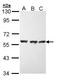 HSP70 antibody, LS-C186189, Lifespan Biosciences, Western Blot image 