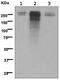 Desmoplakin antibody, ab109445, Abcam, Western Blot image 