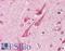 Protein shisa-9 antibody, LS-B6988, Lifespan Biosciences, Immunohistochemistry frozen image 