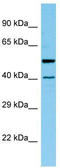 Histone Acetyltransferase 1 antibody, TA346716, Origene, Western Blot image 