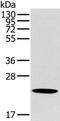 OTU Deubiquitinase, Ubiquitin Aldehyde Binding 2 antibody, PA5-50469, Invitrogen Antibodies, Western Blot image 