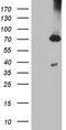 Glucose 1,6-bisphosphate synthase antibody, TA812133, Origene, Western Blot image 