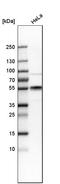 CD55 Molecule (Cromer Blood Group) antibody, HPA002190, Atlas Antibodies, Western Blot image 