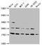 DAZ Associated Protein 2 antibody, CSB-PA622986LA01HU, Cusabio, Western Blot image 