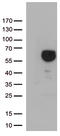 Delta-1-pyrroline-5-carboxylate dehydrogenase, mitochondrial antibody, TA812719S, Origene, Western Blot image 