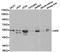 Autoimmune Regulator antibody, TA327170, Origene, Western Blot image 