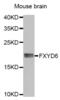 FXYD domain-containing ion transport regulator 6 antibody, abx003612, Abbexa, Western Blot image 