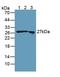 Transgelin antibody, LS-C373023, Lifespan Biosciences, Western Blot image 