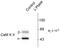 Calcium/Calmodulin Dependent Protein Kinase II Alpha antibody, AP08911PU-N, Origene, Western Blot image 