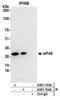 eIF4E antibody, A301-154A, Bethyl Labs, Immunoprecipitation image 