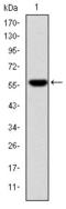 Fibrinogen Gamma Chain antibody, AM06682SU-N, Origene, Western Blot image 