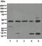 Caspase 1 antibody, ab108362, Abcam, Western Blot image 