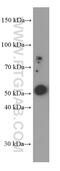 Cereblon antibody, 66336-1-Ig, Proteintech Group, Western Blot image 