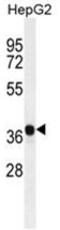Aldo-keto reductase family 1 member C2 antibody, AP50131PU-N, Origene, Western Blot image 