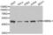 Muscleblind Like Splicing Regulator 1 antibody, abx004644, Abbexa, Western Blot image 