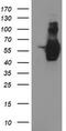 Golgi Membrane Protein 1 antibody, TA504112, Origene, Western Blot image 