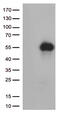 Hepatitis A Virus Cellular Receptor 2 antibody, CF812575, Origene, Western Blot image 