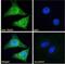 Probable 26S protease regulatory subunit 10B antibody, NB100-1483, Novus Biologicals, Immunofluorescence image 
