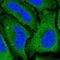 Sodium-coupled neutral amino acid transporter 5 antibody, HPA047411, Atlas Antibodies, Immunofluorescence image 