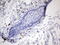 Premelanosome Protein antibody, LS-C789799, Lifespan Biosciences, Immunohistochemistry frozen image 