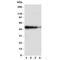 CDw293 antibody, R31125, NSJ Bioreagents, Western Blot image 