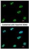 CTBP antibody, NBP2-16023, Novus Biologicals, Immunofluorescence image 