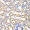 N-Methylpurine DNA Glycosylase antibody, LS-C334049, Lifespan Biosciences, Immunohistochemistry frozen image 